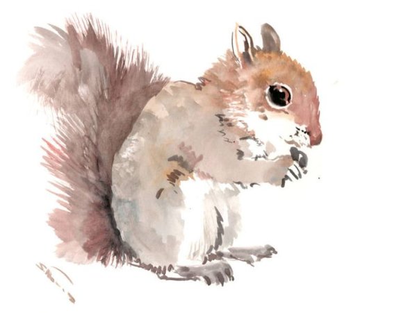 Белка акварелью