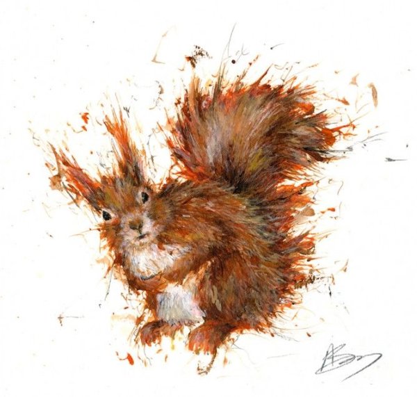 Белка сангиной