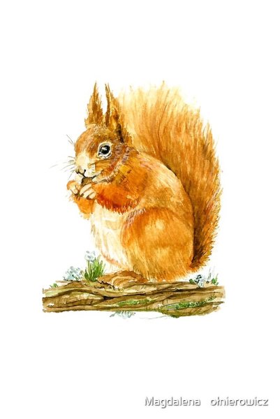 Белка акварель на прозрачном