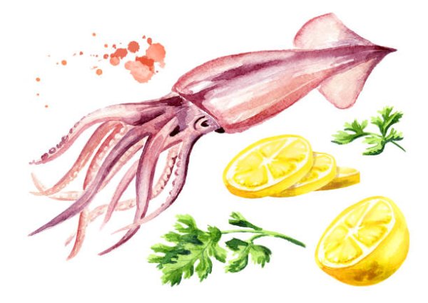 Кальмар акварель