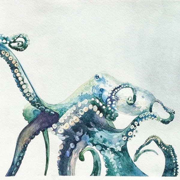 Осьминог акварель