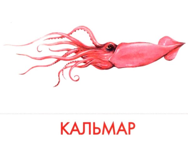 Надпись морские животные