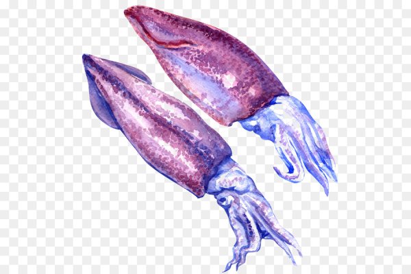 Кальмар стенотевтис