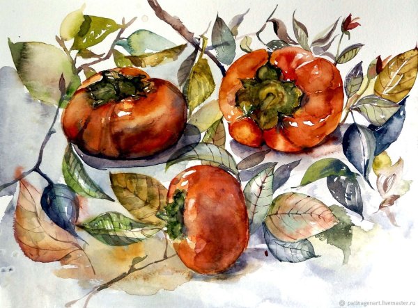 Хурма акварелью Этюд