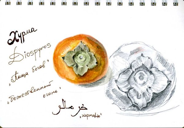 Хурма акварелью Этюд