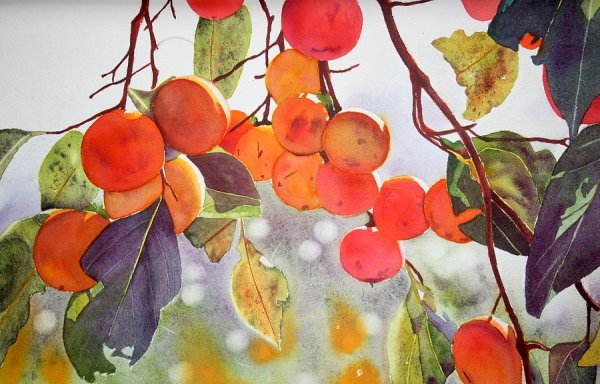 Елизавета Залегина акварель абрикосы