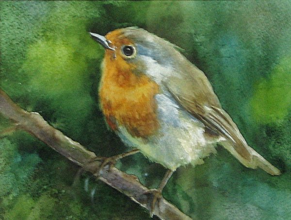 Птичка Зарянка акварель