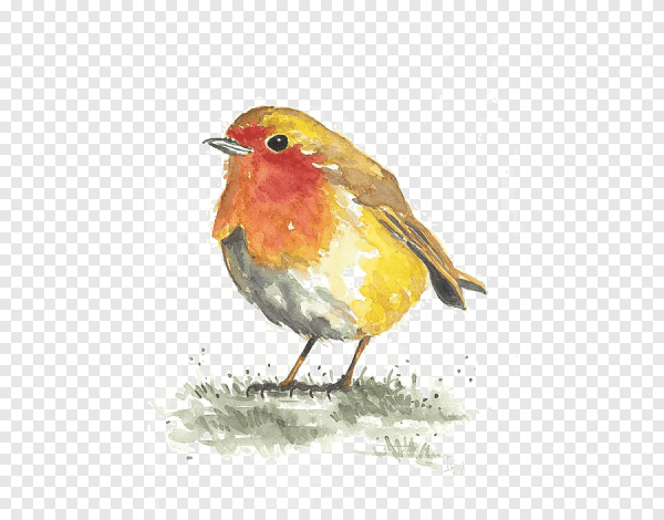 Птичка Зарянка акварель