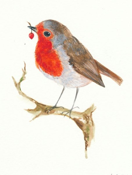 Зарянка акварель