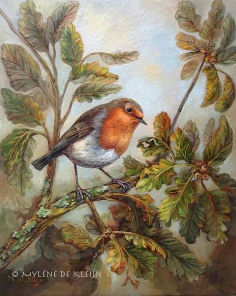 Иллюстрации Малиновка Зарянка