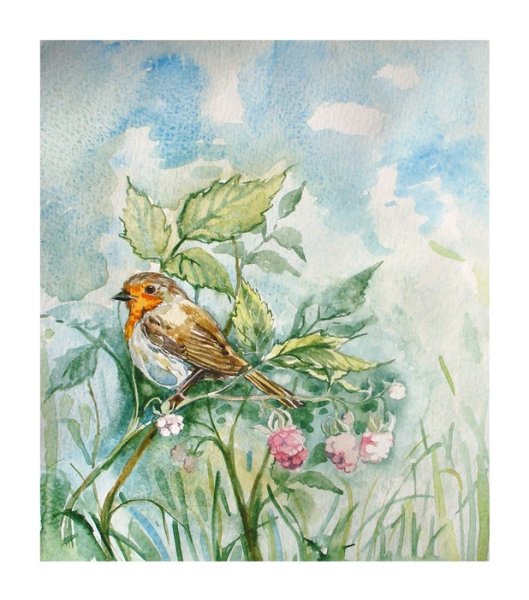 Птичка Зарянка акварель