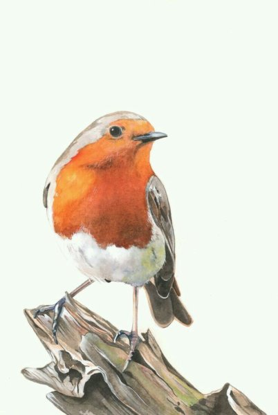 Зарянка птица акварель