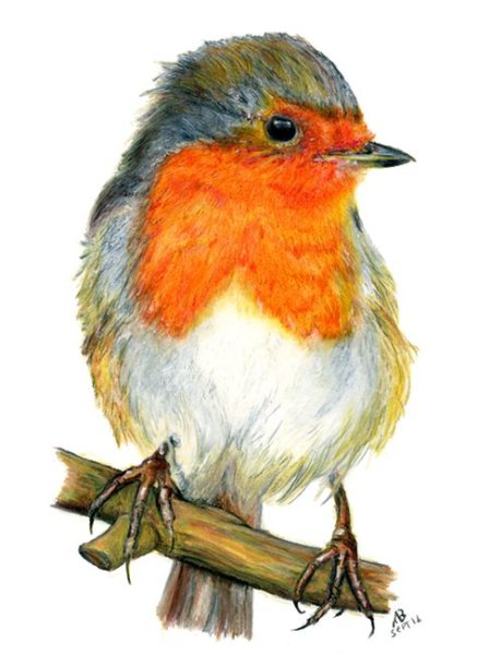 Малиновка акварель