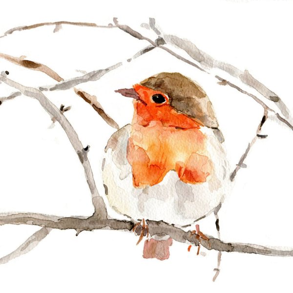 Малиновка акварель