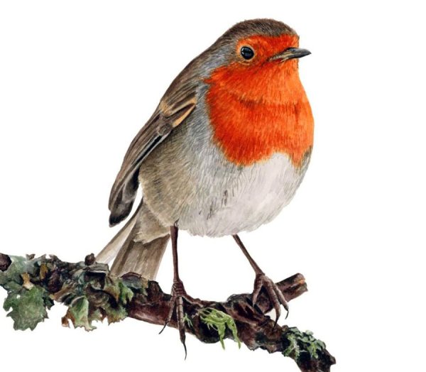 Художник-иллюстратор Анна Мэйсон (Anna Mason)