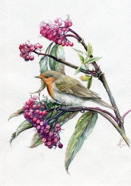 Алина Сканцева иллюстрации птиц