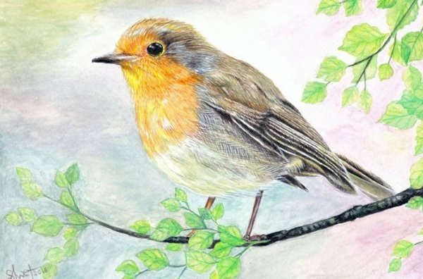 Рисование цветным карандашом Малиновка