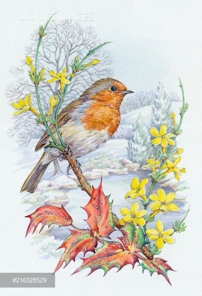 Зарянка иллюстрация