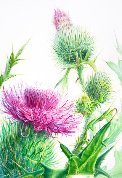 Синеголовник акварель