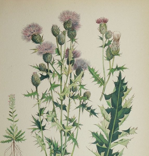 Чертополох акварель