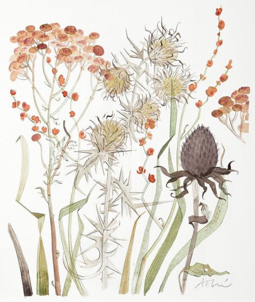 Цветы чертополох акварель