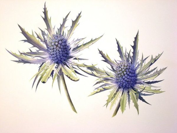 Цветы чертополох акварель