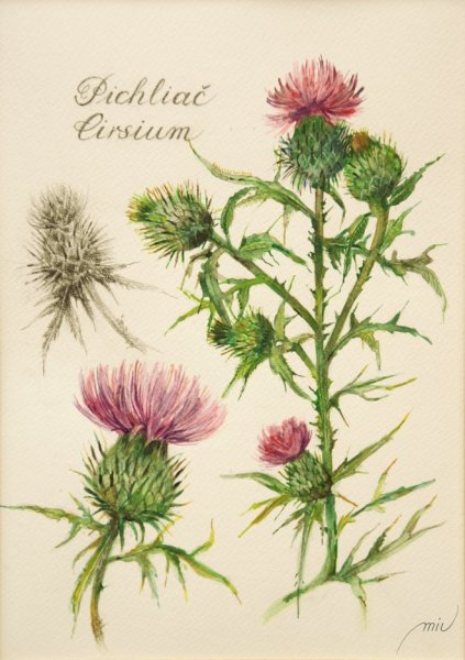 Синеголовник плосколистный ботаника