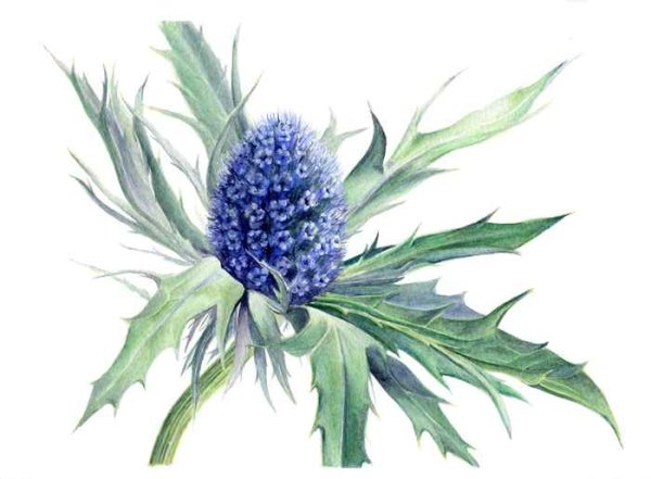 Репейник акварелью