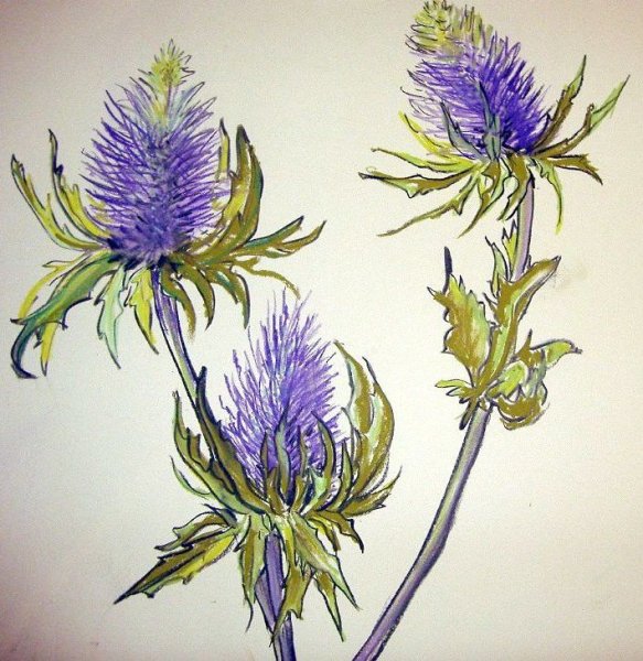 Синеголовник плосколистный (Будяк синий, чертополох)