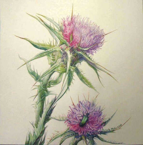 Синеголовник ботаника