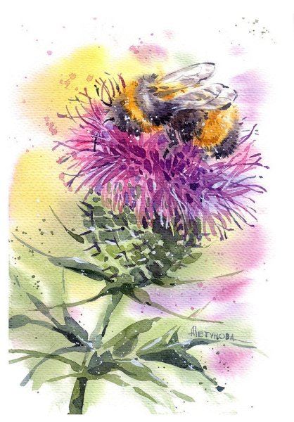 Чертополох в Ботанической акварели