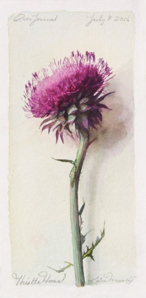 Чертополох акварель