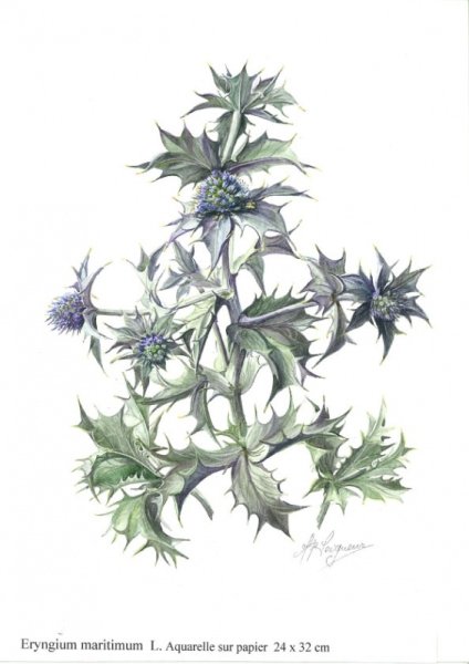 Чертополох в Ботанической акварели