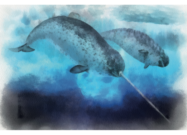 Нарвал детеныш