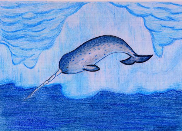 Нарвал рисунок карандашом и цветными карандашами