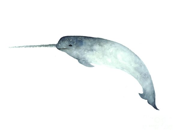 Волшебный нарвал