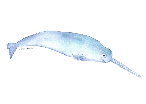 Арт кит нарвал