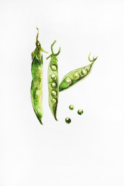 Горох акварель