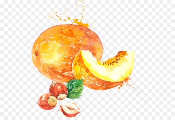 Дыня акварелью