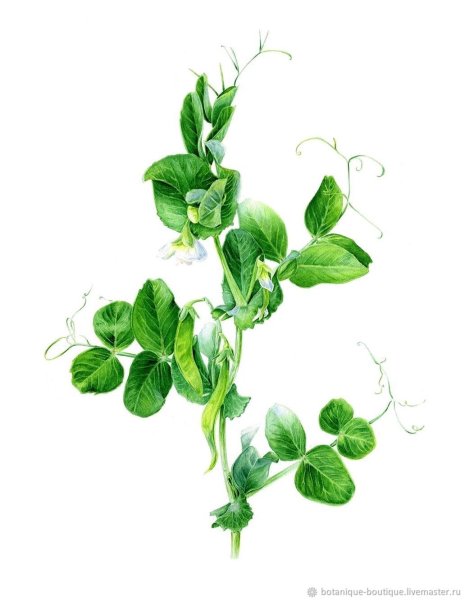 Горох Ботаническая иллюстрация