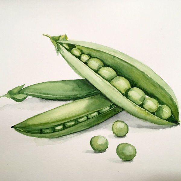 Горох акварель