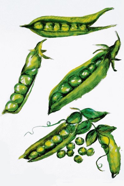 Горох акварель