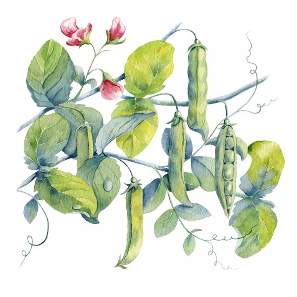 Зелёный горошек Botanica