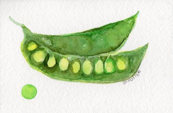 Горох акварельный рисунок