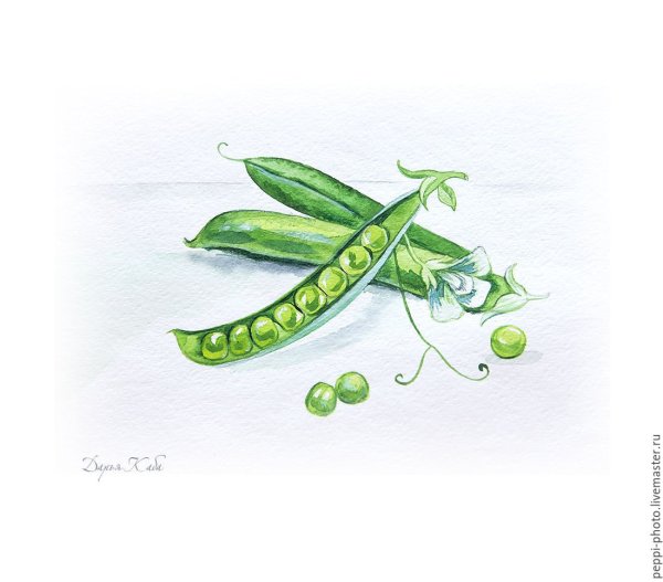 Гороховый стручок рисунок