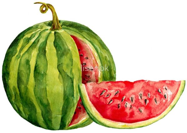 Дыня живопись акварель