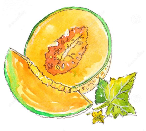 Арбуз красками