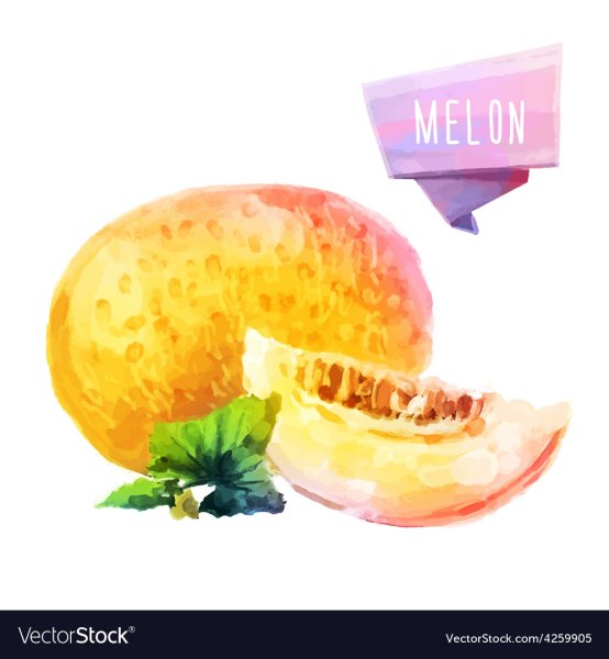 Дыня акварелью