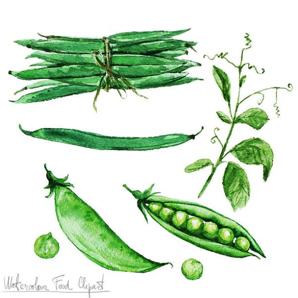 Стручки горошка акварель