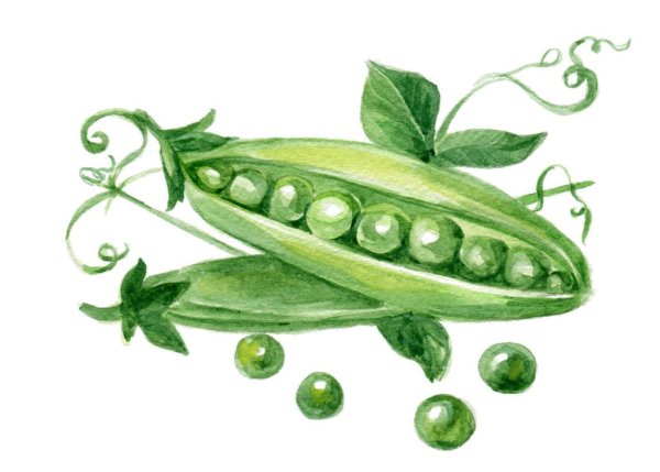 Зеленый горошек акварелью